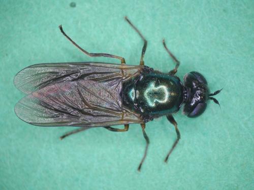 Réf. 185 493 : Chloromyia formosa
